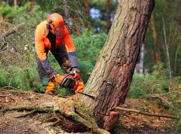 How Our Tree Care Process Works  in  Rice, TX