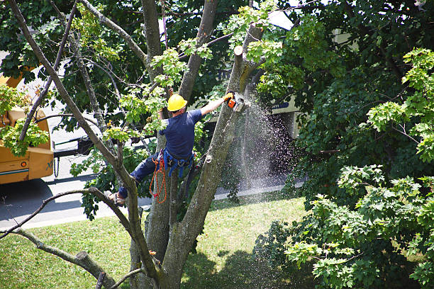 Best Lawn Maintenance Plans  in Rice, TX