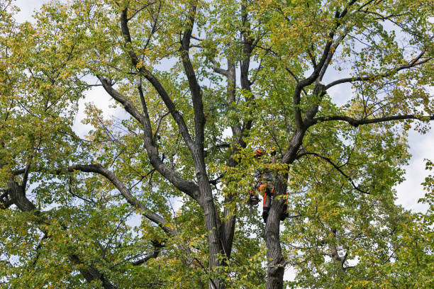 Reliable Rice, TX Tree Care Solutions